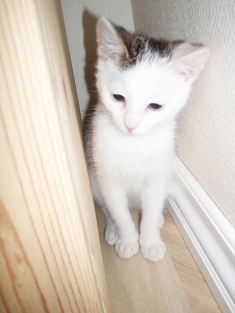 Huskat Gandhi billede 3