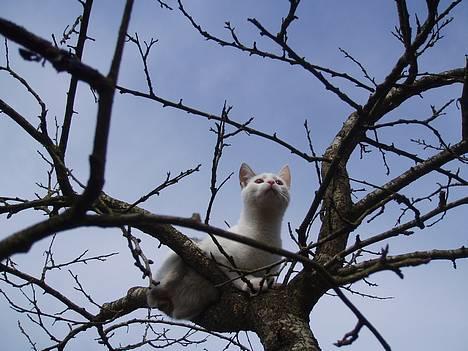 Huskat Gandhi billede 4