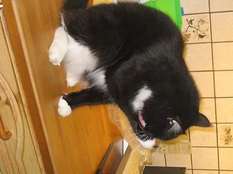 Blanding af racer Samba<3 - Sorry...! det vender på siden... hehe.... ad jeg er bar blevet for beskit.... billede 8