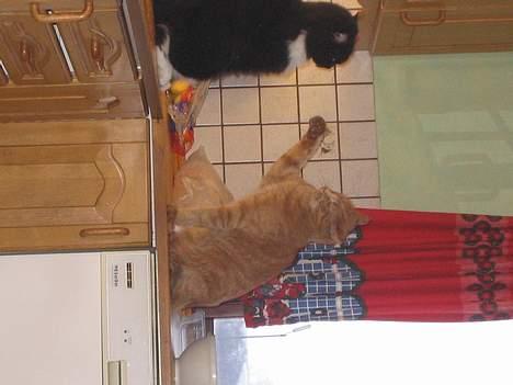 Blanding af racer Samba<3 - hjælp, jeg blir over faldet. Vores anden kat nusser!.. og sorry igen....... billede 9