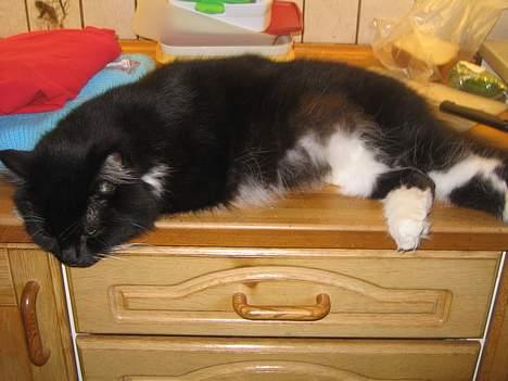 Blanding af racer Samba<3 - SAMBA.. pas på du falder snart ned...  billede 10