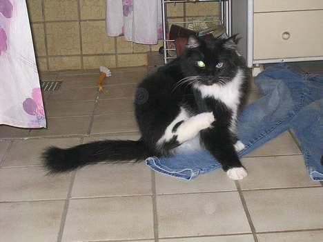 Blanding af racer Samba<3 - åå nej jeg tror jeg har fået lopper...! nje du har *** ej Samba..!! billede 11