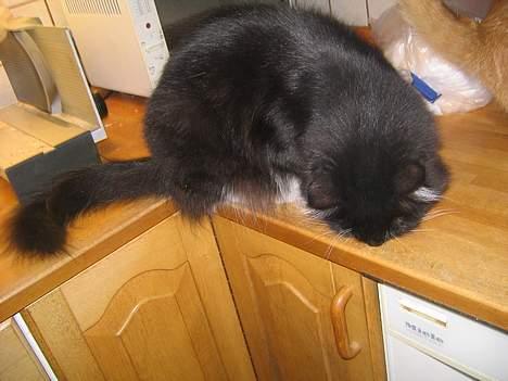 Blanding af racer Samba<3 - pu ha da, da... der er godt nok laangt ned....!! billede 12