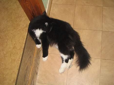 Blanding af racer Samba<3 - ad, nu er jeg blevet beskit igen... ejh.... billede 13