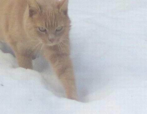 Blanding af racer Felix billede 3