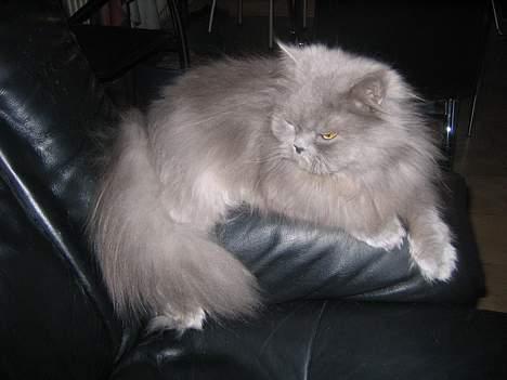 Blanding af racer Mille (mus) - det er så mille  billede 1