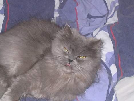 Blanding af racer Mille (mus) - vraaaaa!!!!!!!!!...... skrid, jeg sover...!! billede 2