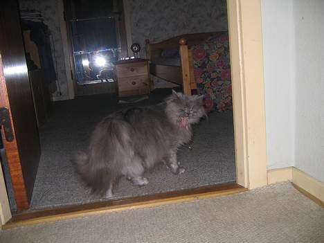 Blanding af racer Mille (mus) - lad dog vær med sådan at følge efter mig..!! billede 3