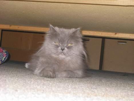 Blanding af racer Mille (mus) - zzzzZZZZZZ............! Mille sover..! billede 4