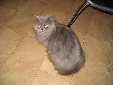 Blanding af racer Mille (mus) - uuuuuuuu......... kommer du lige der?, skal vi følges ad..???????????..... billede 5