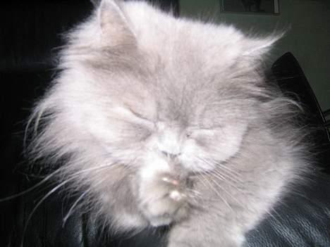 Blanding af racer Mille (mus) - ad!! min pote r blevet helt beskit??........... billede 6