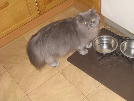 Blanding af racer Mille (mus) - Mille er på vej hen at få noget vand..!!!!!!!! billede 7