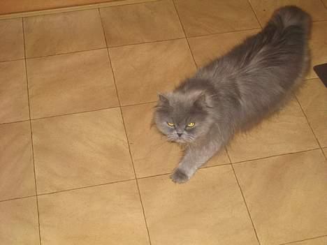 Blanding af racer Mille (mus) - uuuuuha... Mille stræker sig!! billede 8