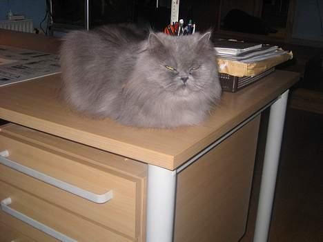 Blanding af racer Mille (mus) - heej.... med dig. billede 9