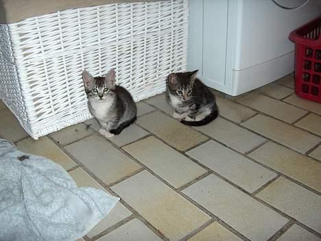 Maine Coon mille  *DØD* - det er milles sidste killinger billede 6