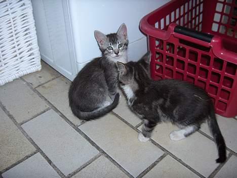 Maine Coon mille  *DØD* - også milles sidste killinger billede 7