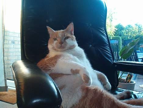 Blanding af racer Maxi  ( Dansk huskat ) - Neeeej hvad sker derover ? billede 2