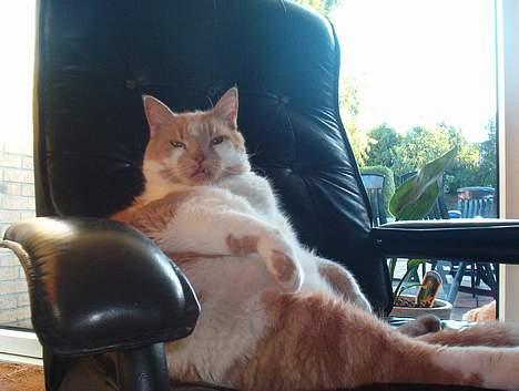 Blanding af racer Maxi  ( Dansk huskat ) - er du spiselig ? billede 3