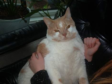 Blanding af racer Maxi  ( Dansk huskat ) - Er jeg ikke bare smuk ? billede 4