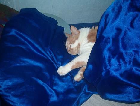 Blanding af racer Maxi  ( Dansk huskat ) - iiiih her sover man jo godt, jeg vil også have sådan en seng billede 5