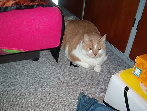 Blanding af racer Maxi  ( Dansk huskat ) - Jeg er god til at gemme mig, ikke ? billede 6