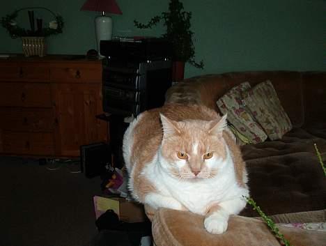 Blanding af racer Maxi  ( Dansk huskat ) - jeg kan jo lige være her billede 7