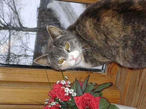 Huskat ˜”°º•Erantis•º°”˜ DØD :'( billede 15