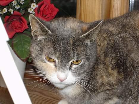 Huskat ˜”°º•Erantis•º°”˜ DØD :'( billede 16