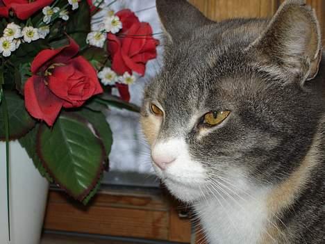 Huskat ˜”°º•Erantis•º°”˜ DØD :'( billede 17