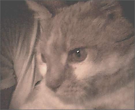 Blanding af racer Maxi  ( Dansk huskat ) - sødt ..  billede 8