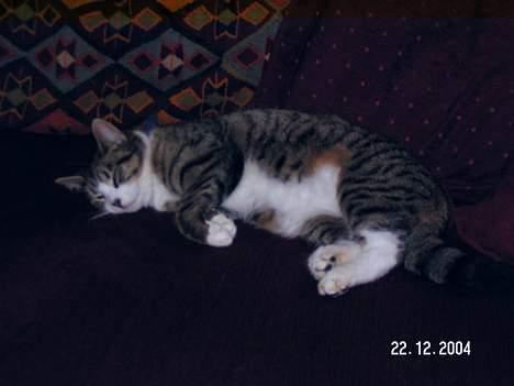 Huskat Venda - åhh hvor er jeg træt billede 1