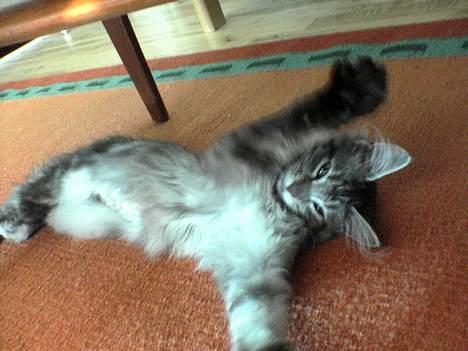 Maine Coon silver billede 17