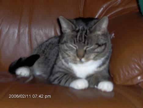 Blanding af racer kirke - hun slapper af............ billede 1