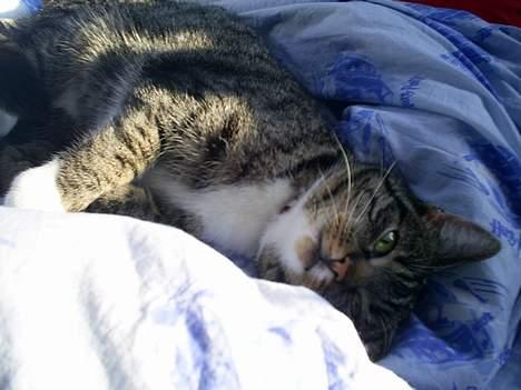 Blanding af racer kirke - hun ligger i min seng og slapper af billede 2