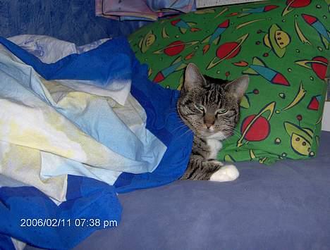 Blanding af racer kirke - hun sover i min seng......... billede 3