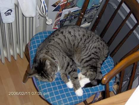 Blanding af racer kirke - hun sover på min far stol............ billede 4