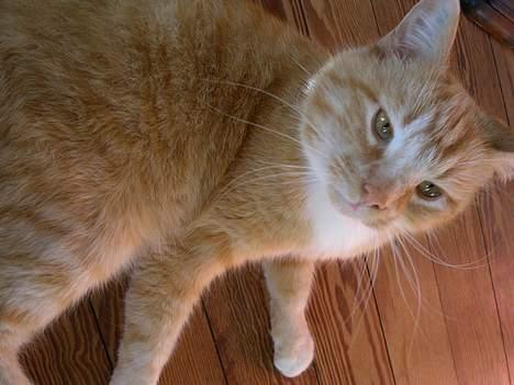 Blanding af racer Garfield +død+ billede 20