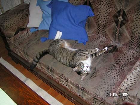 Huskat Venda - her er jeg så igen billede 3