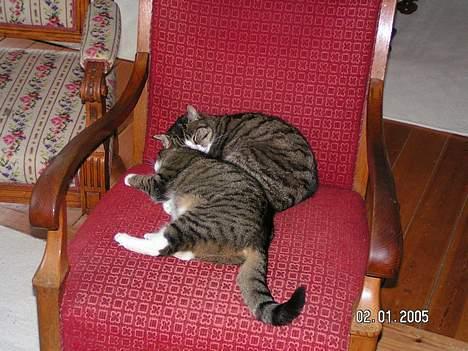 Huskat Venda - hva`siger i kan man ikke se mit hoved billede 4