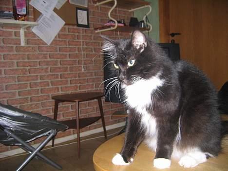 Blanding af racer Samba<3 - heej, med diig!............ billede 14