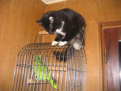 Blanding af racer Samba<3 - han leger bar lidt med vores papegøje........ billede 15