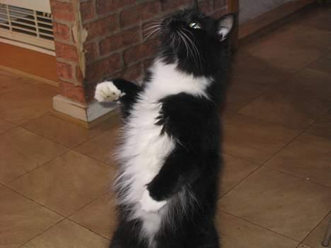 Blanding af racer Samba<3 - tigge, tigge. a, a det må man ikk..........!!! billede 16