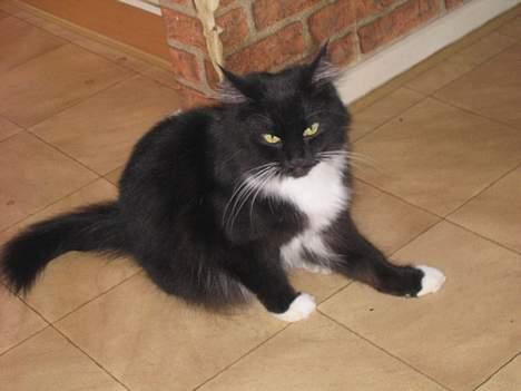 Blanding af racer Samba<3 - LAD MIG NU VÆRRE..!!  billede 17