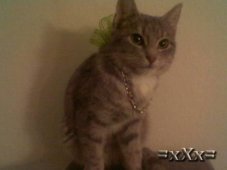 Blanding af racer Emma - Pas på Hun Ikke Bider!  :-P billede 1