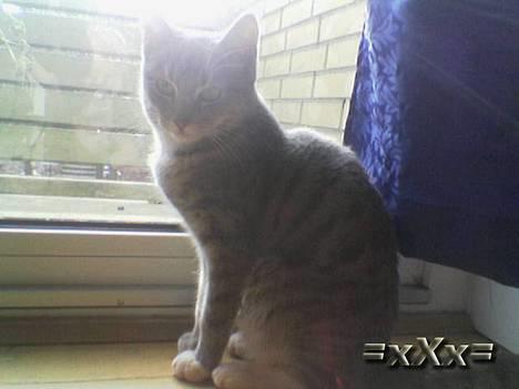 Blanding af racer Emma - Nåå Lille Skat... billede 2