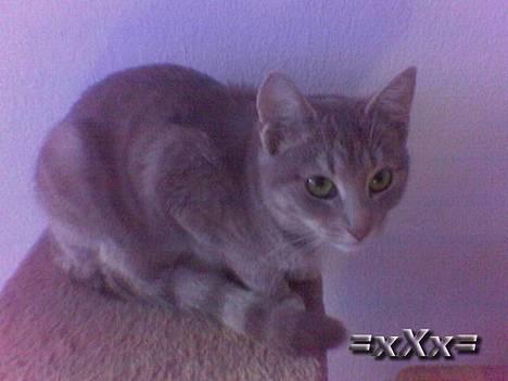 Blanding af racer Emma - Hun er Sååå Sød billede 3