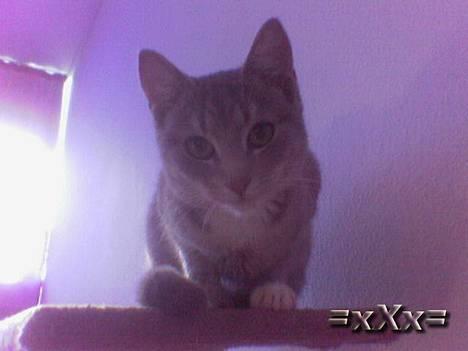 Blanding af racer Emma - Hej Smukke... billede 4