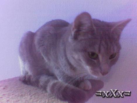 Blanding af racer Emma - Hvad kigger du på lille skat..? billede 5