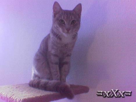 Blanding af racer Emma - Du er og bliver smuk.. billede 6