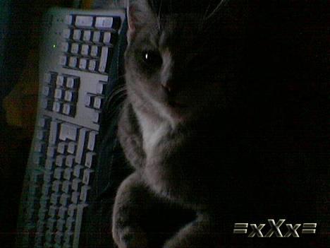 Blanding af racer Emma - Lidt træt.. Heh billede 7